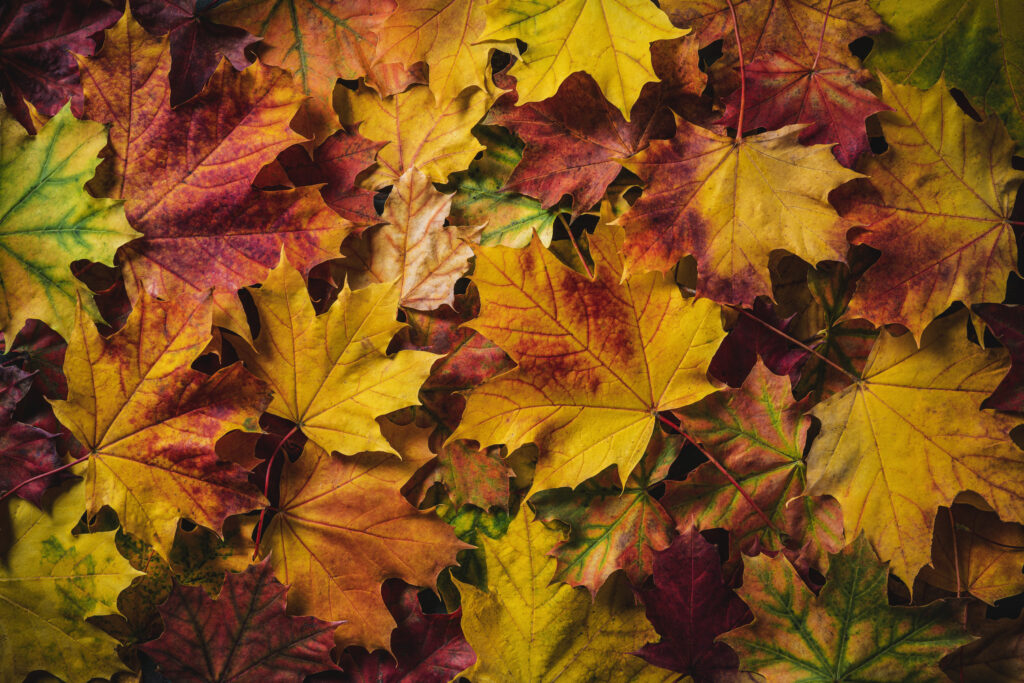 Autumn maple tree leaves full frame colorful fall arrangement